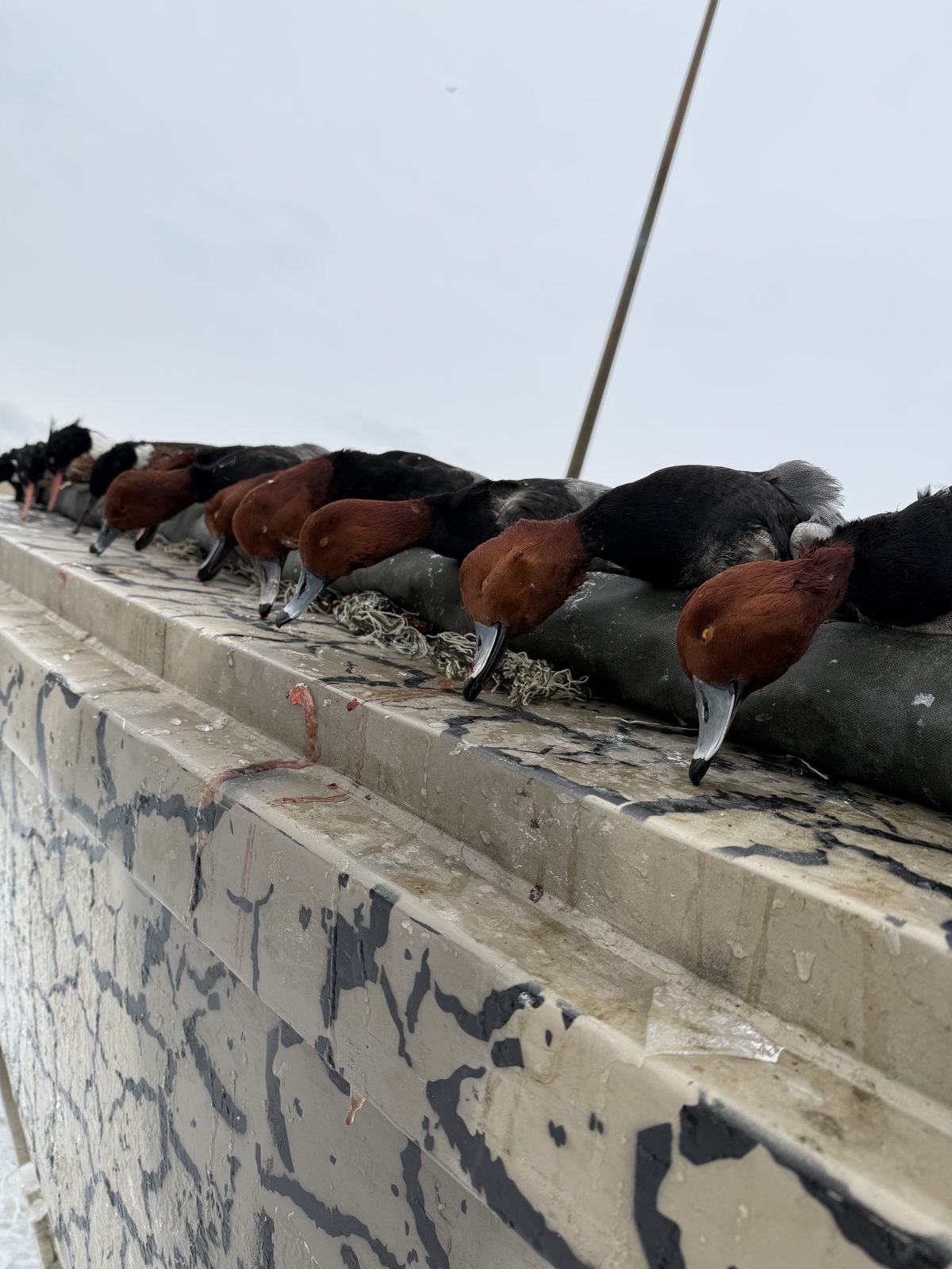 Redhead drakes lined up along the transom after a Hunt 41 species-specific hunt on Lake Erie