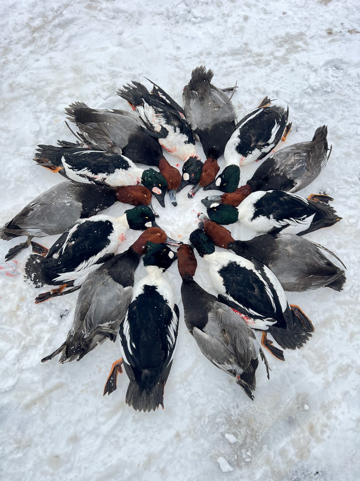 Redhead and Common Goldeneye drakes arranged in a circle on the ice after a Hunt 41 collector hunt on Lake Erie
