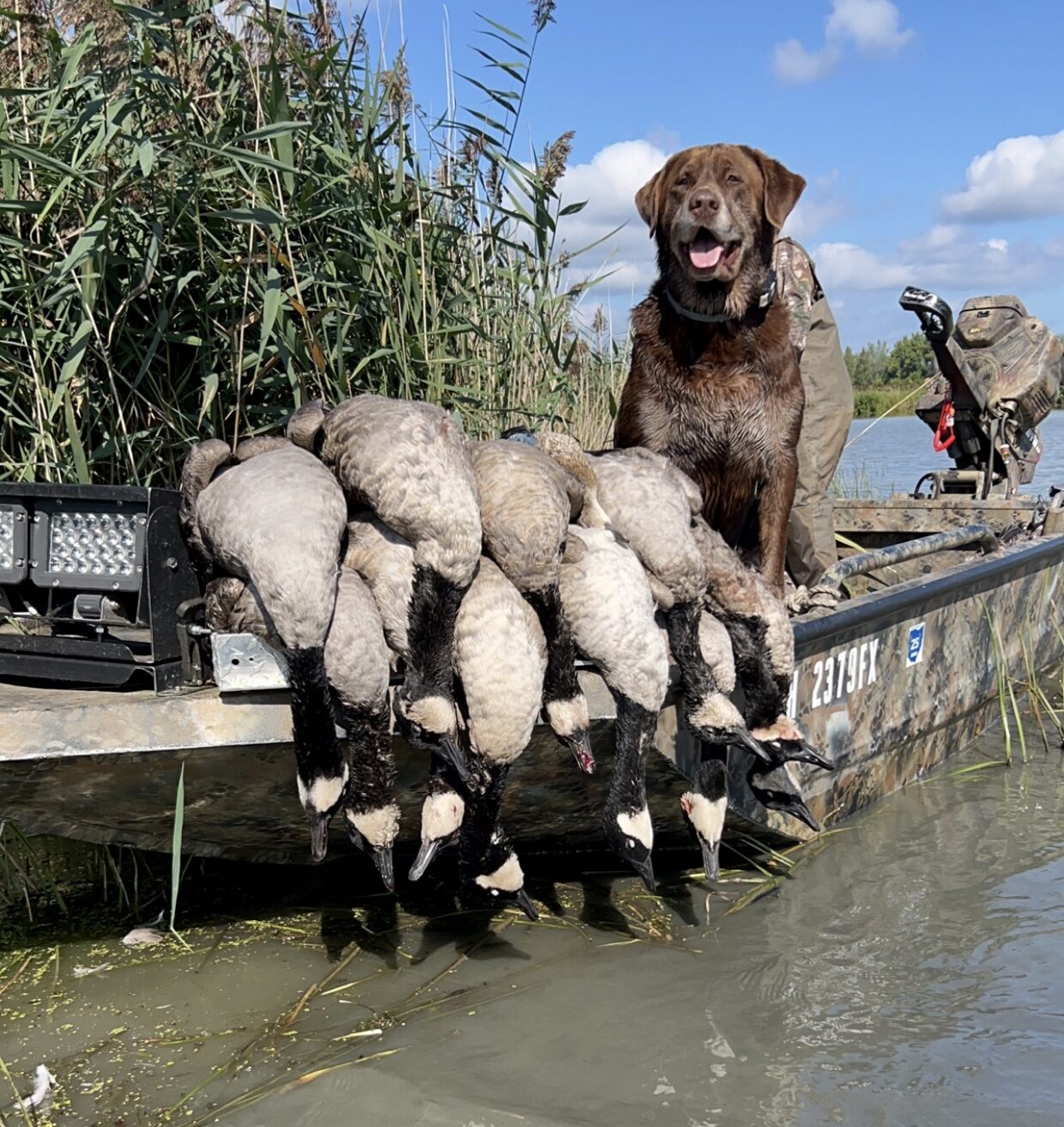 Late-season Canada goose hunt on Lake Erie's western basin from a fully-concealed Huckeye Charters boat blind