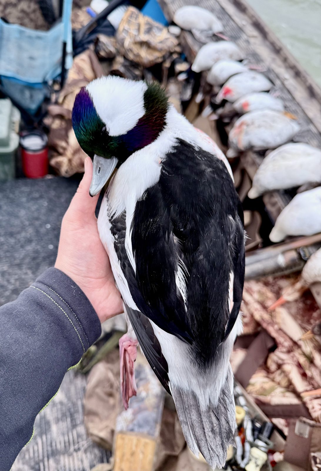 Bufflehead drake (Bucephala albeola) - smallest of the Hunt 41 collector species