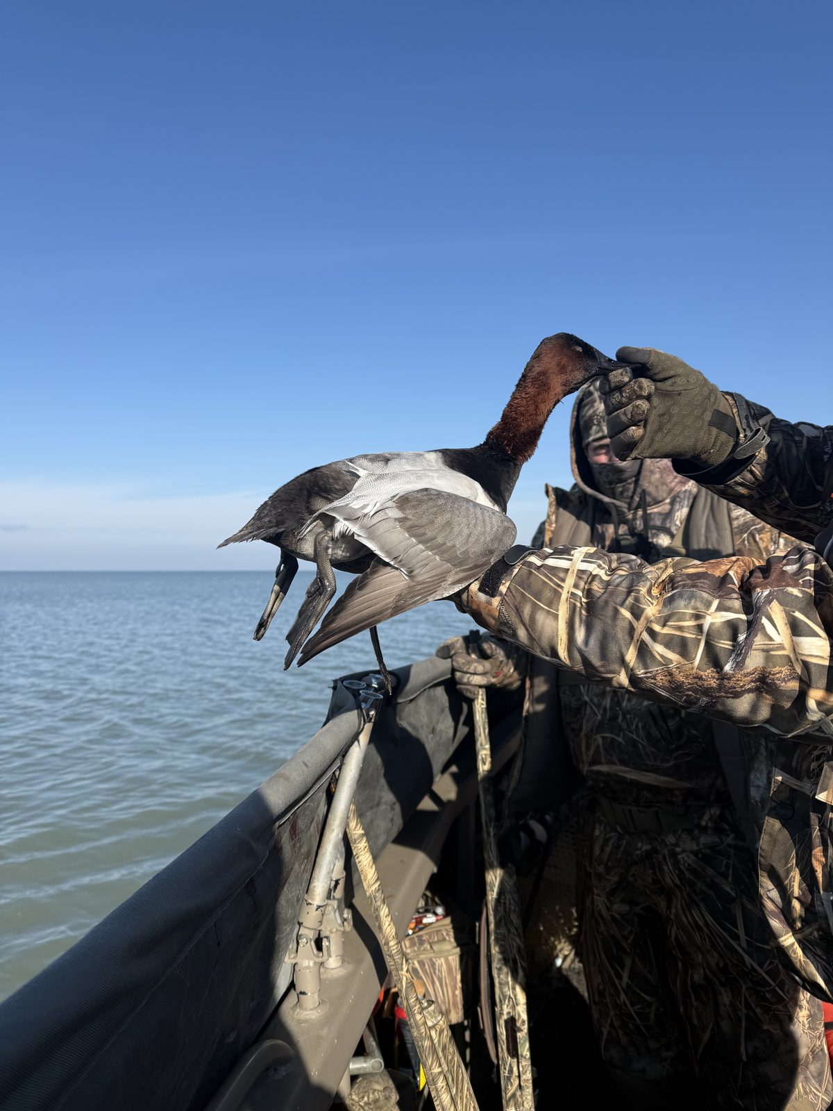 Canvasback drake (Aythya valisineria) - prized diver duck on Lake Erie's open water