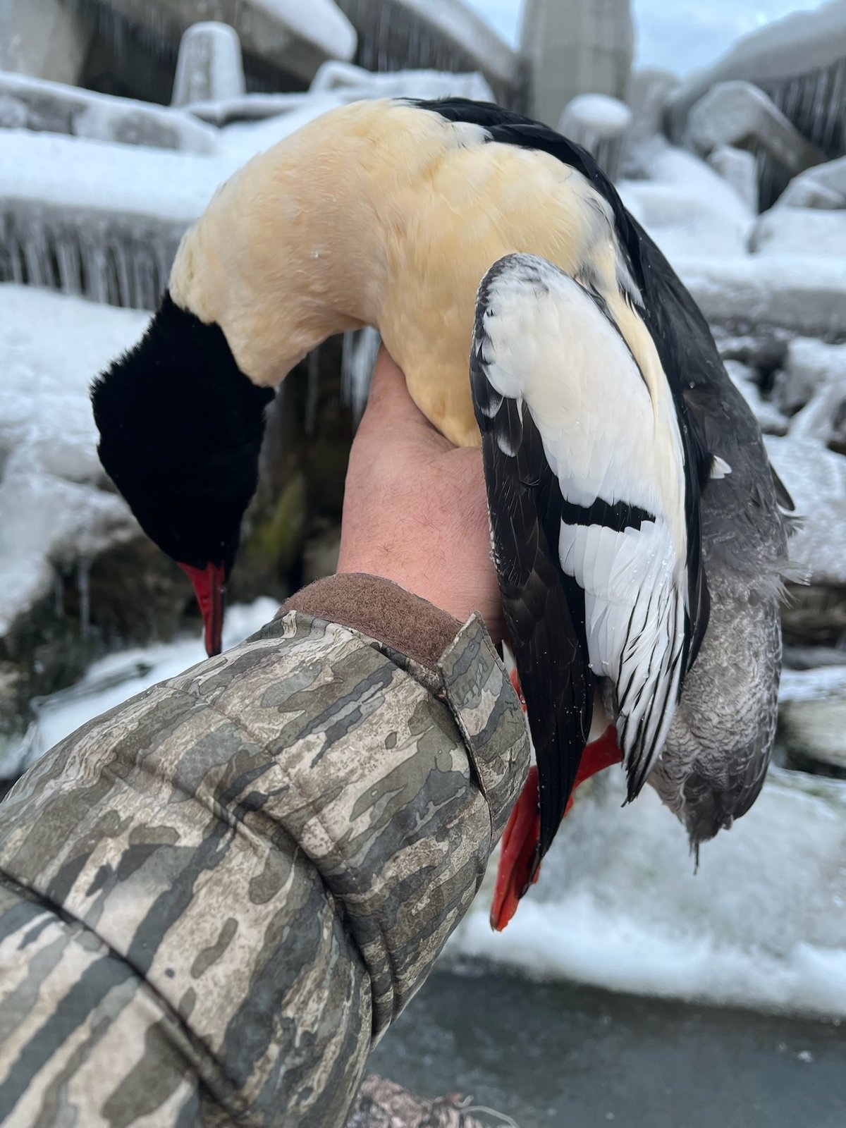 Common Merganser drake (Mergus merganser) with striking green head and rusty-tipped breast