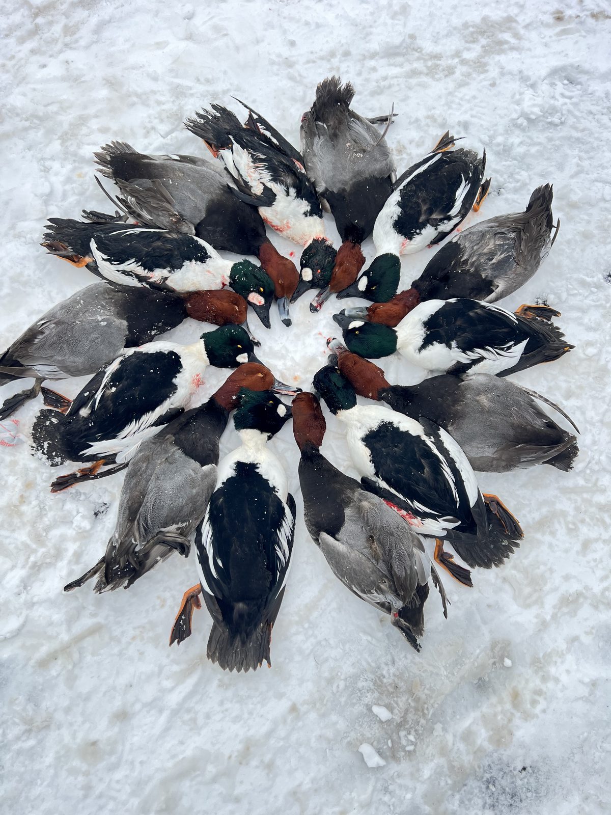 Common Goldeneye drake (Bucephala clangula) with distinctive white cheek patch - Hunt 41 target species