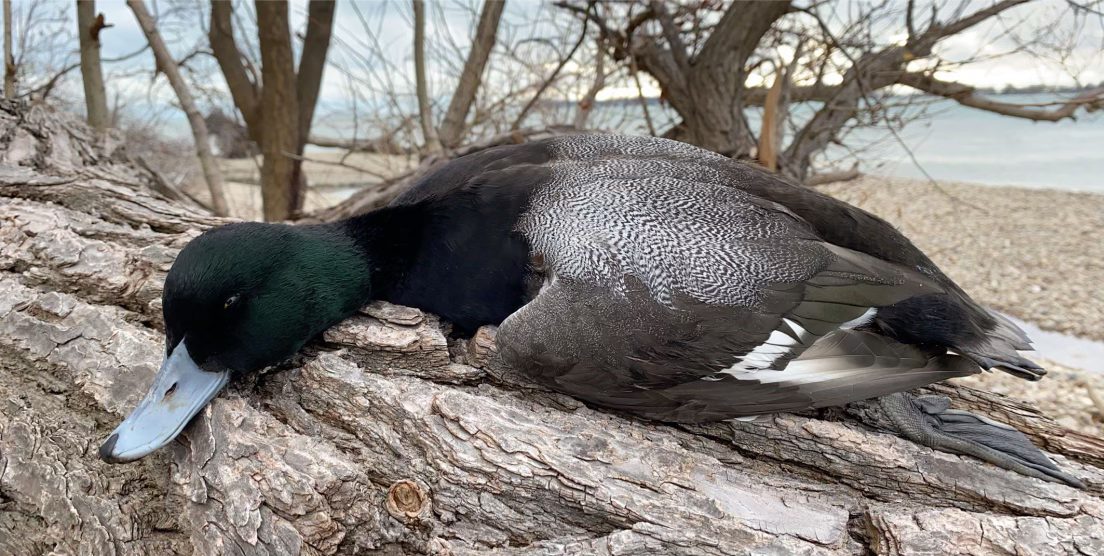 Greater Scaup drake (Aythya marila) - Greater Bluebill, Hunt 41 collector target on Lake Erie