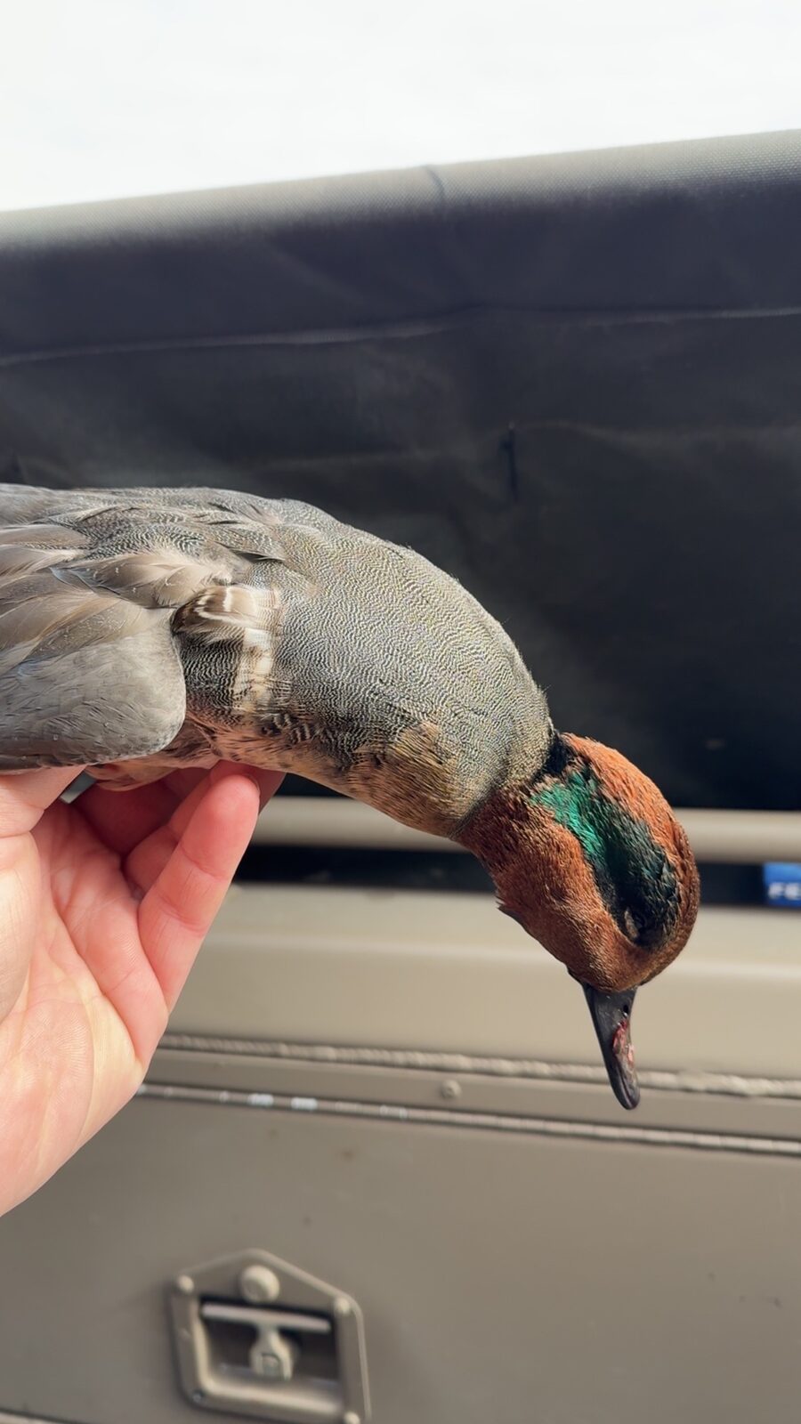 Green-winged Teal drake (Anas crecca) - small, fast, regular bag bird on Lake Erie duck hunts