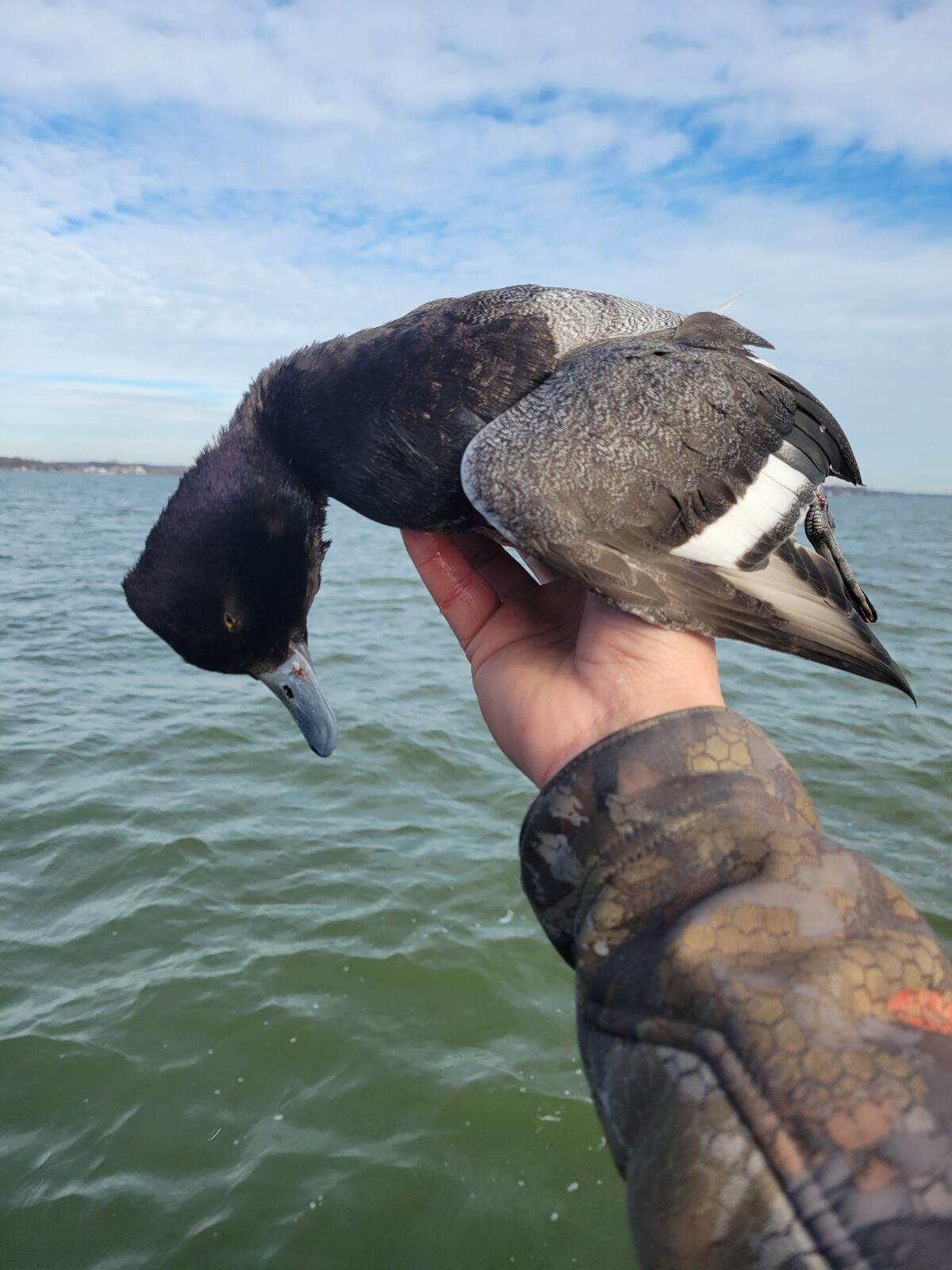 Lesser Scaup drake (Aythya affinis) - Lesser Bluebill, Hunt 41 collector target
