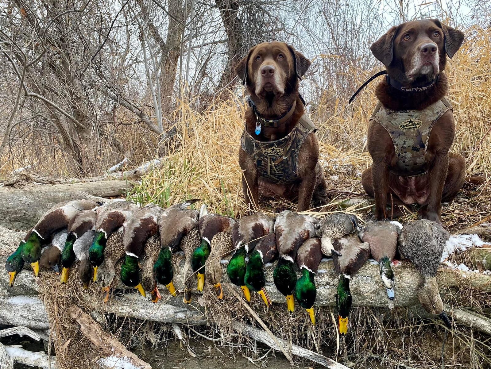 Mallard drake (Anas platyrhynchos) - one of the most commonly harvested puddle ducks on Lake Erie duck hunts with Huckeye Charters