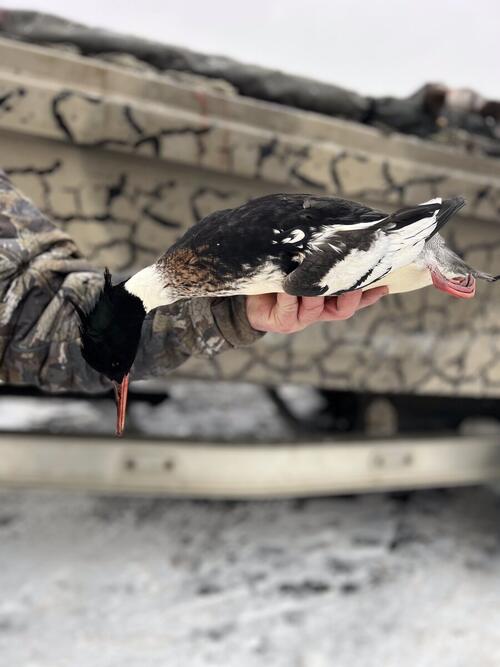 Red-Breasted Merganser drake (Mergus serrator) - the Hunt 41 flagship trophy species; Lake Erie holds the largest U.S. population