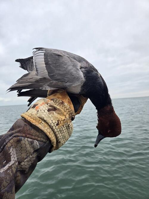 Redhead drake (Aythya americana) - frequent diver bag bird on Lake Erie